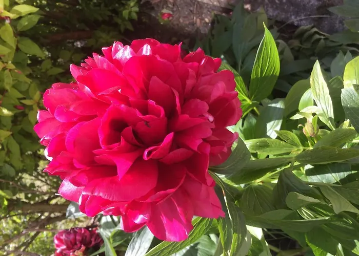 Rathmore House Bed & Breakfast